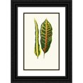 thumbnail image 1 of Edward Joseph Lowe 11x14 Black Ornate Wood Framed Double Matted Museum Art Print Titled: Codiae Irregulare, Cuba Hillianum (1867-1870), 1 of 5