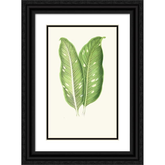 Edward Joseph Lowe 11x14 Black Ornate Wood Framed Double Matted Museum Art Print Titled: Dieffenbachia Baraquiniana (1867-1870)