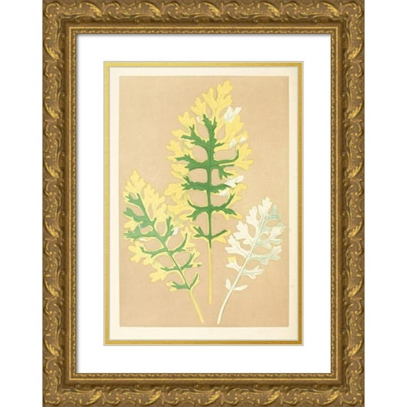 Edward Joseph Lowe 11x14 Gold Ornate Wood Frame and Double Matted Museum Art Print Titled - Cineraria Maritima Fairbairnianum (1867-1870)