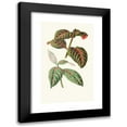 thumbnail image 1 of Edward Joseph Lowe 16x24 Black Modern Framed Museum Art Print Titled - Ranehemum Sanguinolentum (1867-1870), 1 of 5