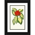 thumbnail image 1 of Edward Joseph Lowe 16x24 Black Ornate Framed Double Matted Museum Art Print Titled: Aucuba Japonica (1867-1870), 1 of 5