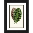 thumbnail image 1 of Edward Joseph Lowe 16x24 Black Ornate Framed Double Matted Museum Art Print Titled: Calathea Veitchiana (1867-1870), 1 of 5