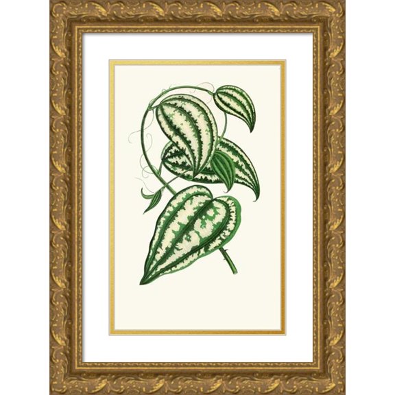Edward Joseph Lowe 16x24 Gold Ornate Framed and Double Matted Museum Art Print Titled - Smilax Macrophylla (1867-1870)