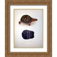 thumbnail image 1 of Edward Lear 2x Matted 20x24 Gold Ornate Framed Art Print 'Terrapene clausa', 1 of 2