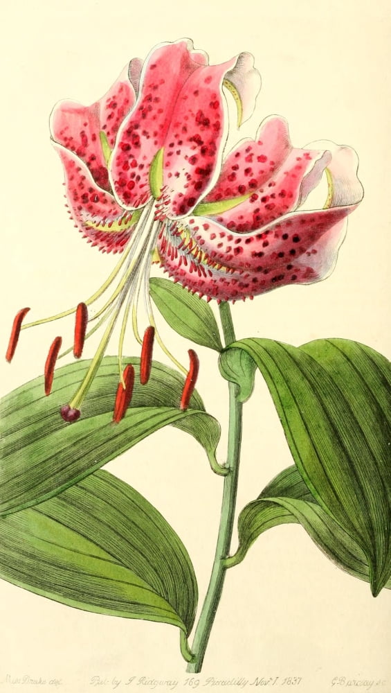 Edwards Botanical Register 1815-47 Crimson Japan Lily Canvas Art - S et al Edwards (18 x 24)