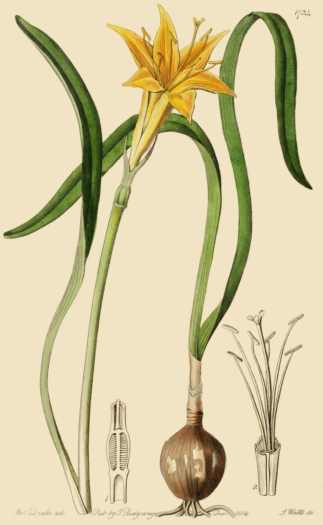 Edwards Botanical Register 1815-47 Golden Flame Lily Canvas Art - S et al Edwards (24 x 36)