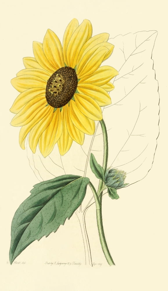 Edwards Botanical Register 1815-47 Helianthus Canvas Art - S et al Edwards (18 x 24)
