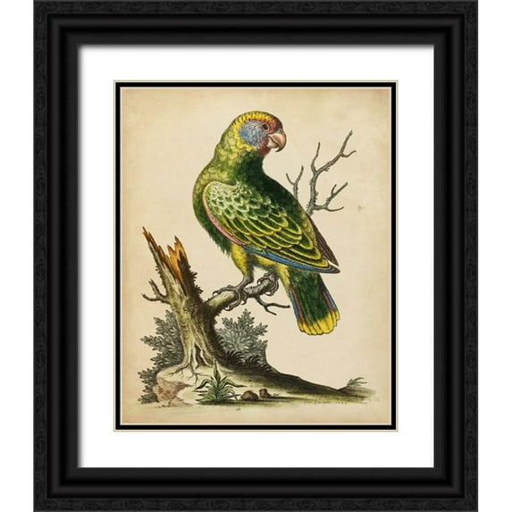 Edwards, George 12x14 Black Ornate Wood Framed with Double Matting Museum Art Print Titled - Paradise Parrots V