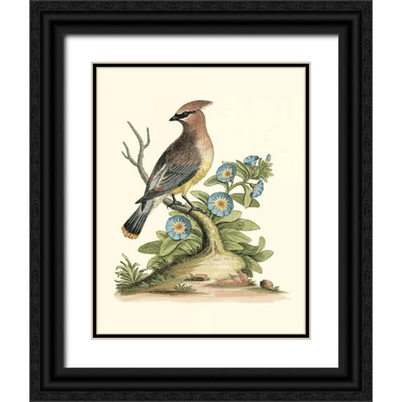 Edwards, George 12x14 Black Ornate Wood Framed with Double Matting Museum Art Print Titled - Poised in Nature III