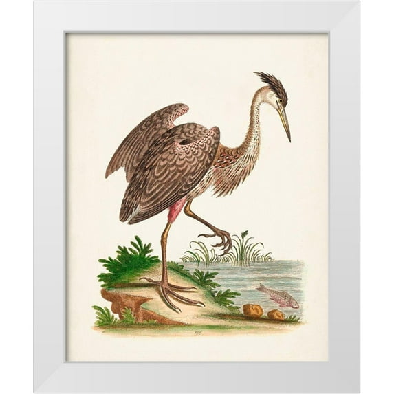 Edwards, George 12x14 White Modern Wood Framed Museum Art Print Titled - Antique Heron and Cranes III