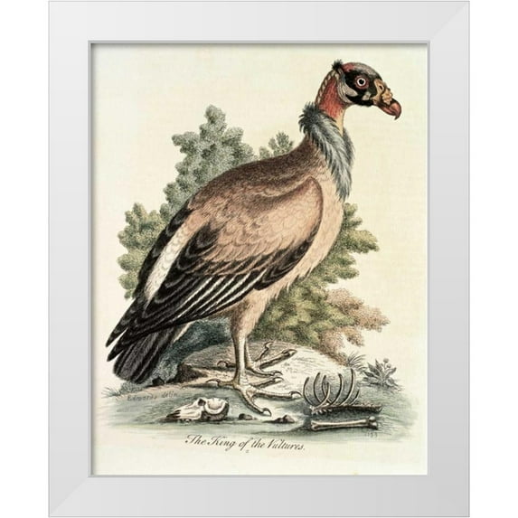 Edwards, George 12x14 White Modern Wood Framed Museum Art Print Titled - King of The Vultures