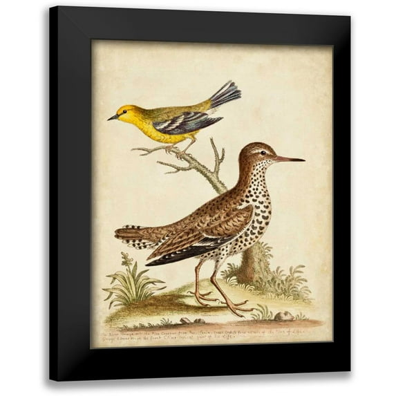 Edwards, George 15x18 Black Modern Framed Museum Art Print Titled - Antique Bird Menagerie I
