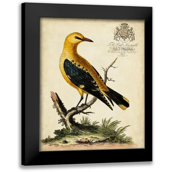 Edwards, George 15x18 Black Modern Framed Museum Art Print Titled - Regal Birds III