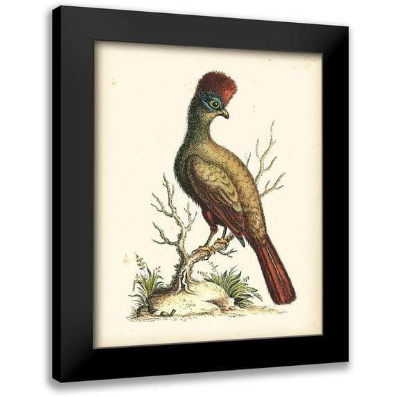 Edwards, George 15x18 Black Modern Framed Museum Art Print Titled - Regal Pheasants IV