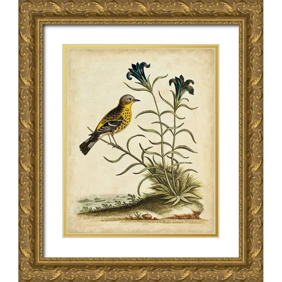 Edwards, George 15x18 Gold Ornate Wood Framed with Double Matting Museum Art Print Titled - UA CH Natural Habitat III