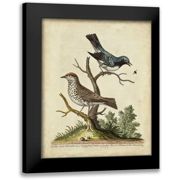 Edwards, George 20x24 Black Modern Framed Museum Art Print Titled - Edwards Bird Pairs V