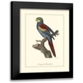 thumbnail image 1 of Edwards, George 20x24 Black Modern Framed Museum Art Print Titled - Nonpareil Parrakeet, 1 of 5