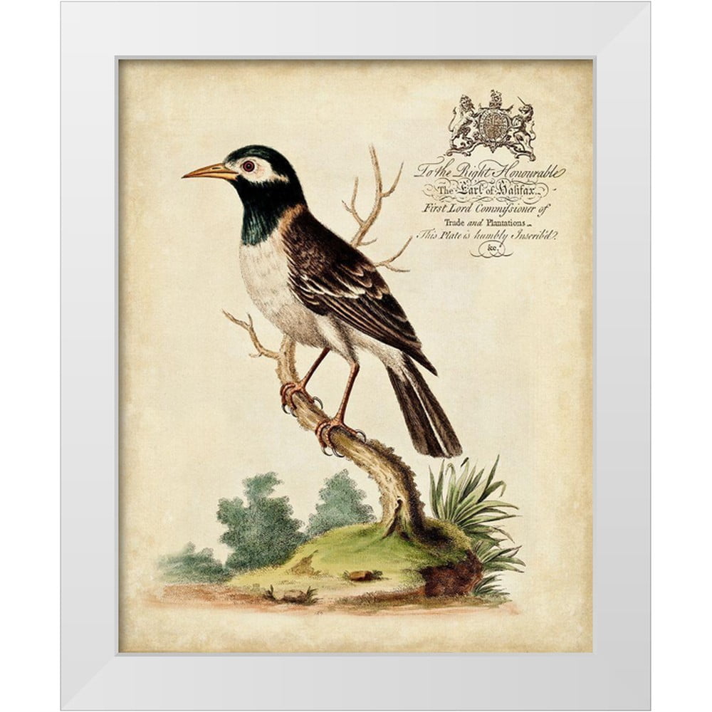 絵画 bird Edwards, George 26x32 White Modern Wood Framed Museum Art Print