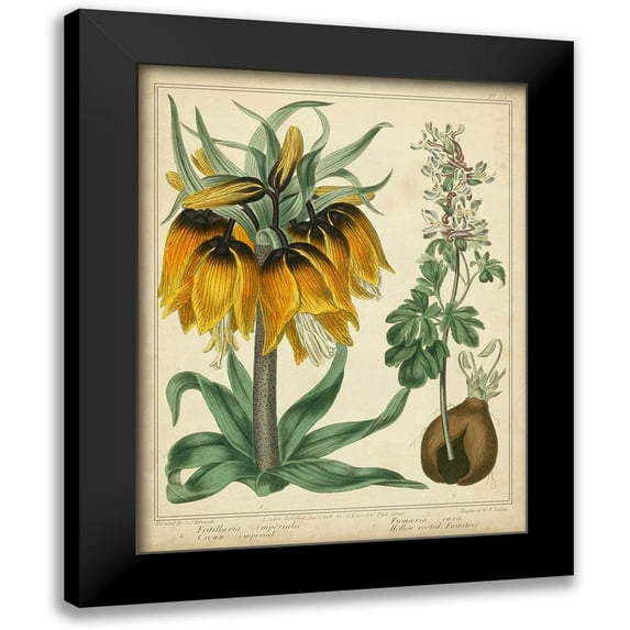 Edwards, Sydenham 12x14 Black Modern Framed Museum Art Print Titled - Golden Crown Imperial