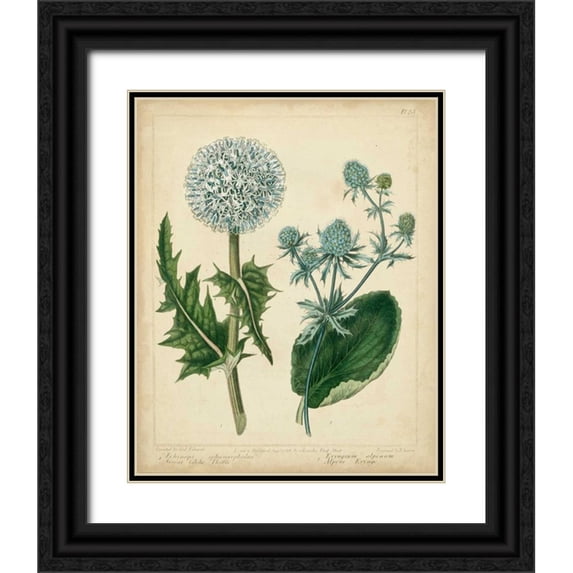 Edwards, Sydenham 12x14 Black Ornate Wood Framed with Double Matting Museum Art Print Titled - Cottage Florals III