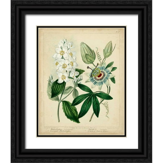 Edwards, Sydenham 12x14 Black Ornate Wood Framed with Double Matting Museum Art Print Titled - Cottage Florals II