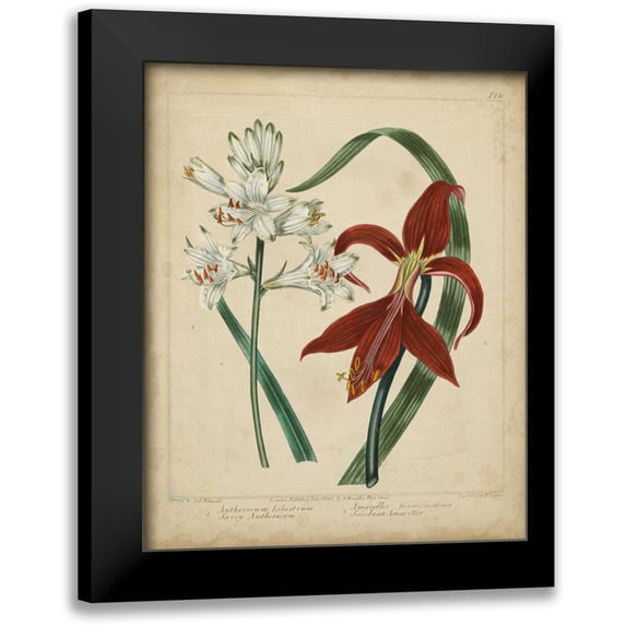 Edwards, Sydenham 15x18 Black Modern Framed Museum Art Print Titled - Scarlet Beauty II