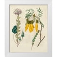 thumbnail image 1 of Edwards, Sydenham 15x18 White Modern Wood Framed Museum Art Print Titled - Garden Pairings IV, 1 of 4