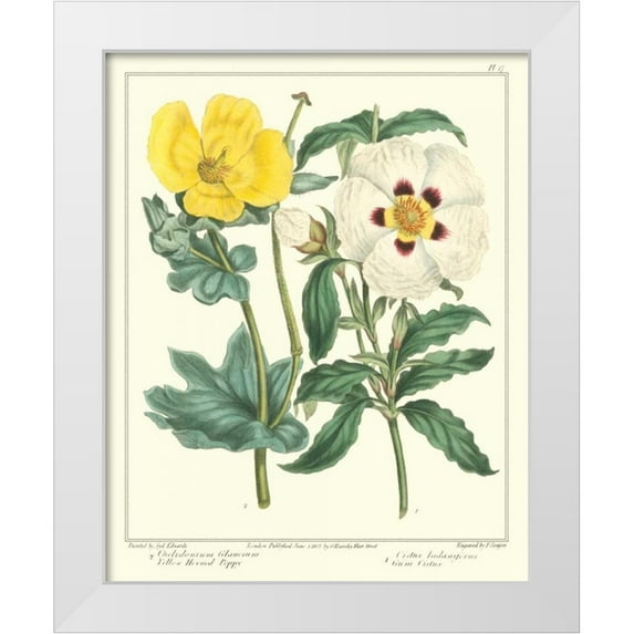 Edwards, Sydenham 15x18 White Modern Wood Framed Museum Art Print Titled - Gardeners Delight III