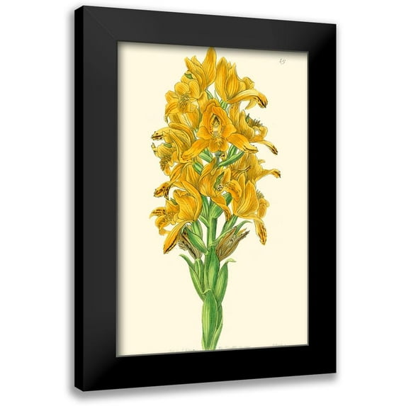 Edwards, Sydenham 17x24 Black Modern Framed Museum Art Print Titled - Golden Beauty IV