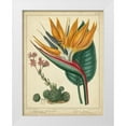 thumbnail image 1 of Edwards, Sydenham 19x24 White Modern Wood Framed Museum Art Print Titled - Golden Bird of Paradise, 1 of 4