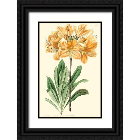Edwards, Sydenham 22x32 Black Ornate Wood Framed with Double Matting Museum Art Print Titled - Golden Beauty II