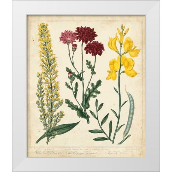 Edwards, Sydenham 26x30 White Modern Wood Framed Museum Art Print Titled - Garden Display III