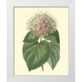 thumbnail image 1 of Edwards, Sydenham 26x32 White Modern Wood Framed Museum Art Print Titled - Fragrant Clerodendron, 1 of 4