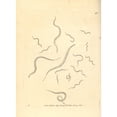 thumbnail image 1 of Eel Vibrio, Vibrio Anguillula Poster Print By ® Florilegius Mary Evans (24 X 36), 1 of 3