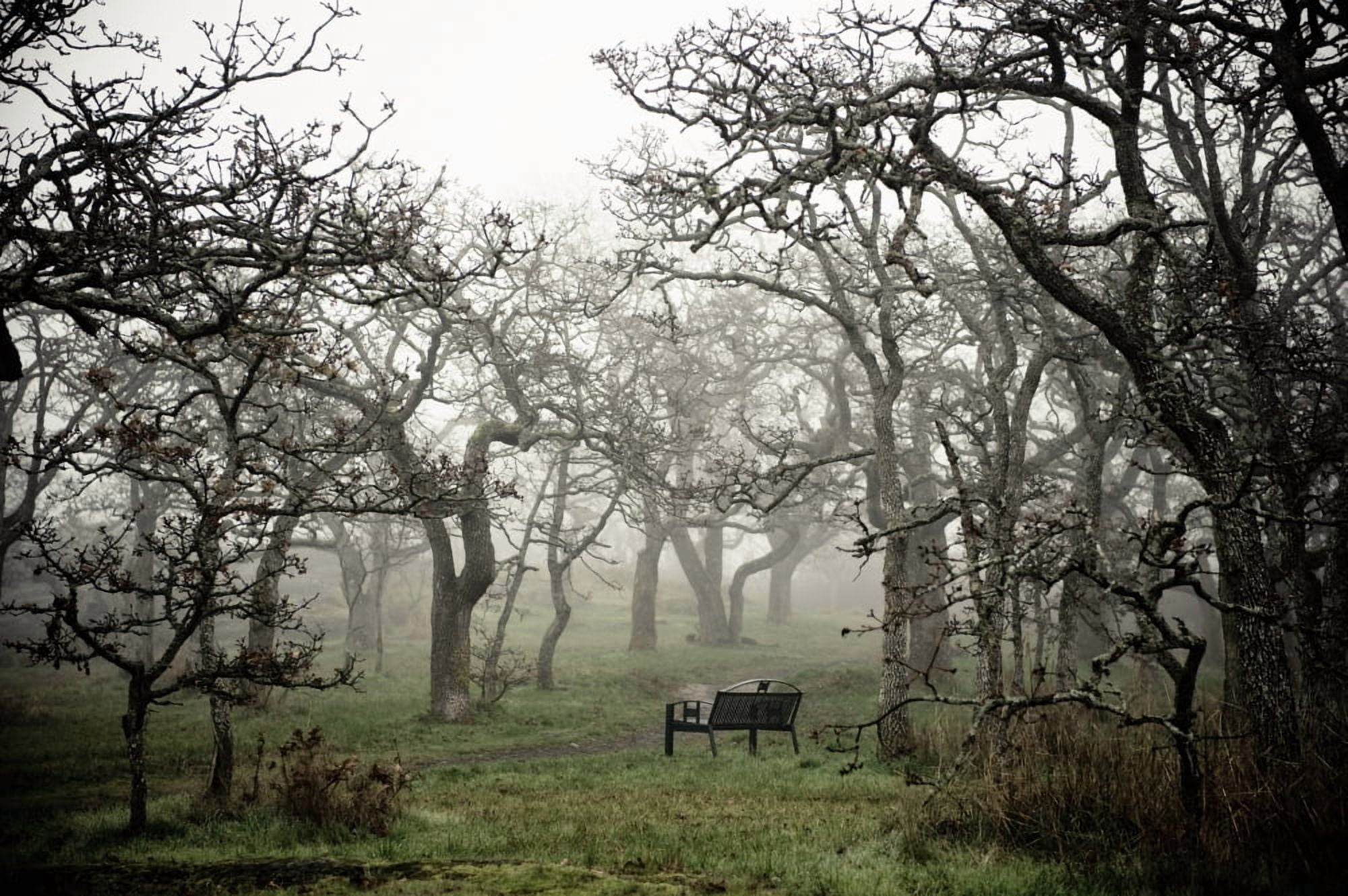 Eerie Fog Shrouded Park Canvas Art - Helene Cyr Design Pics (38 x 24)
