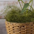 thumbnail image 1 of Efavormart 50g Green Preserved Natural Moss Grass DIY Gift Box Fillers Wedding Decoration Birthday Party Arrangement, 1 of 10