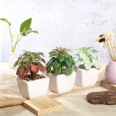 Efavormart Set of 3 | 5'' Assorted Echeveria or Grape Artificial Faux Succulent Plants Mini Green Plant In White Ceramic Pot