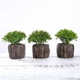 Efavormart Set of 3 | 6” Assorted Aeonium Artificial Faux Succulent Mini Green Plant In Wood ...