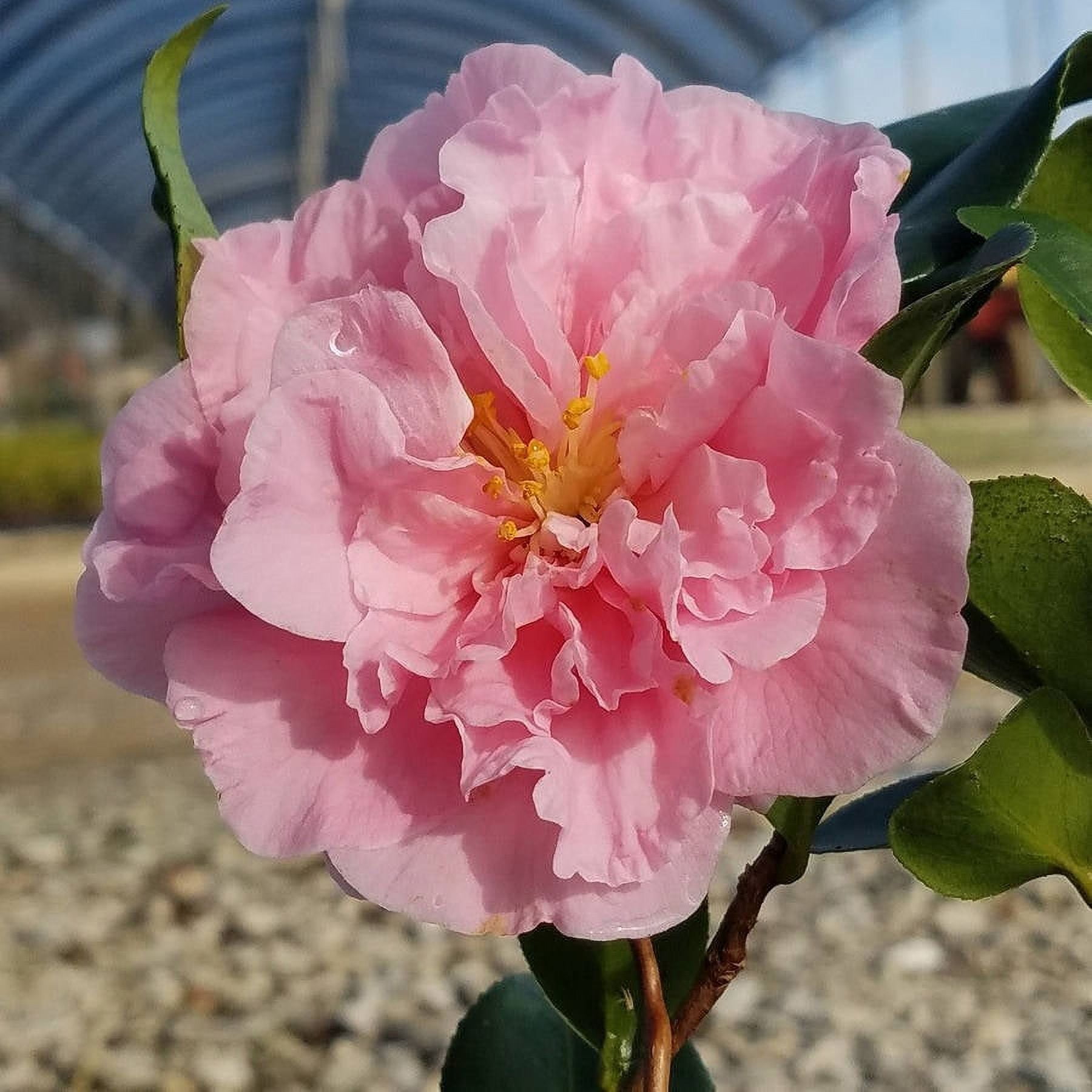 Egao Corkscrew Camellia (2.5 Quart) Pink Blooming Evergreen Shrub with