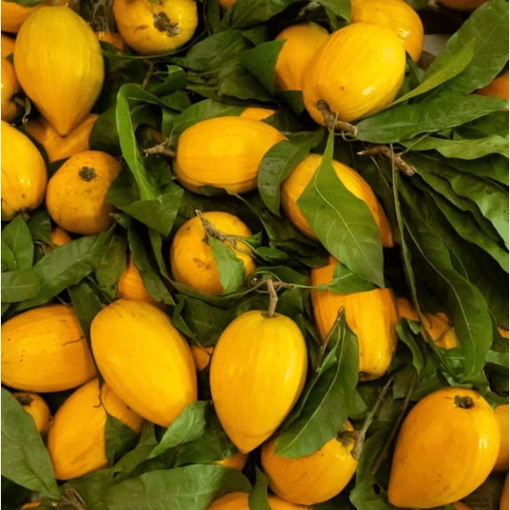 Egg Fruit Plant Live for Planting, Yellow Sapote Plant, Canistel Plant for Garden 20 to 24 Inc Tall in 1 Gallon Pot - No Ship CA