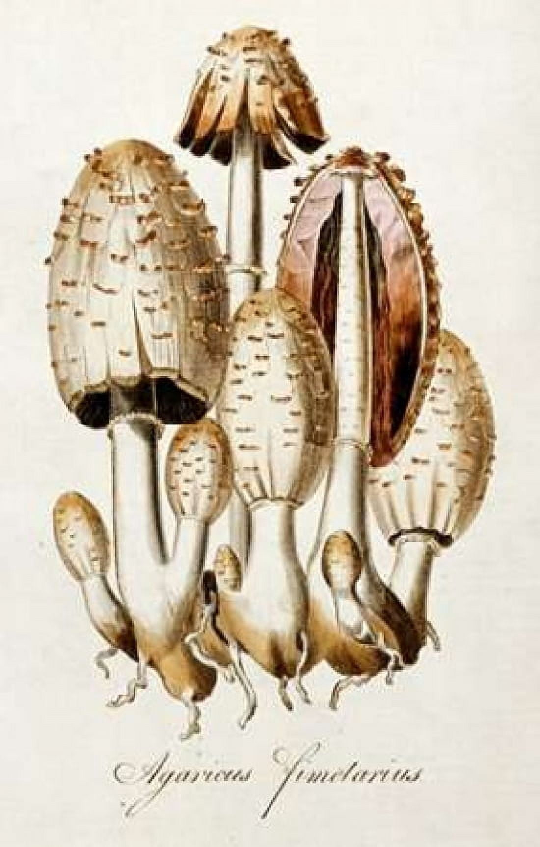 Egg Mushroom Canvas Art - William Curtis (24 x 36)