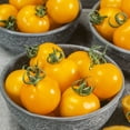 thumbnail image 1 of Egg Yolk Tomato Seeds - 1 Oz ~6800 Seeds - Non-GMO, Heirloom - Vegetable Garden - Solanum lycopersicum, 1 of 1