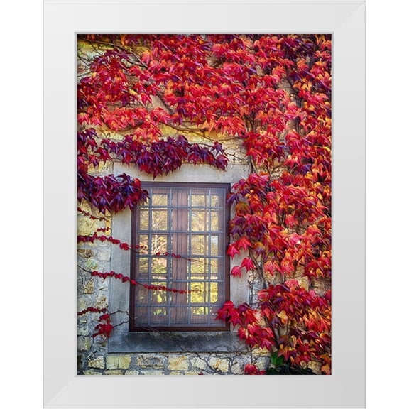 Eggers, Julie 11x14 White Modern Wood Framed Museum Art Print Titled - Italy-Chianti Colorful ivy surrounding the window of a stone Tuscan home in the autumn