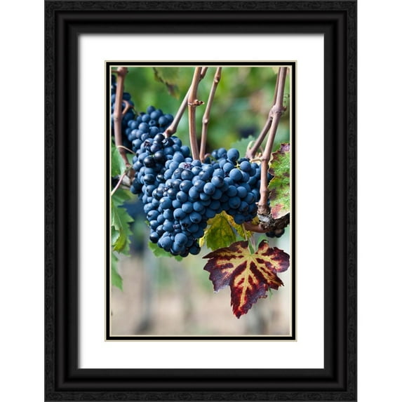 Eggers, Julie 13x18 Black Ornate Wood Framed with Double Matting Museum Art Print Titled - Italy-Tuscany Grapes on the vine in a vineyard in Tuscany
