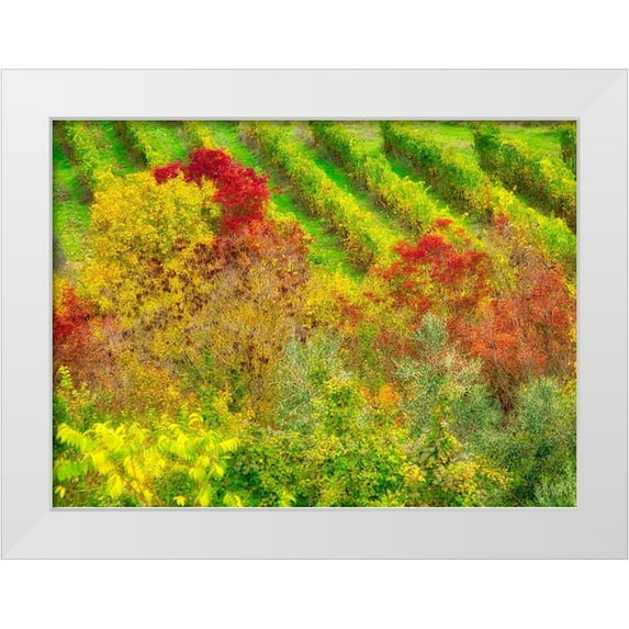 Eggers, Julie 14x11 White Modern Wood Framed Museum Art Print Titled - Italy-Chianti Fall colored trees in a vineyard