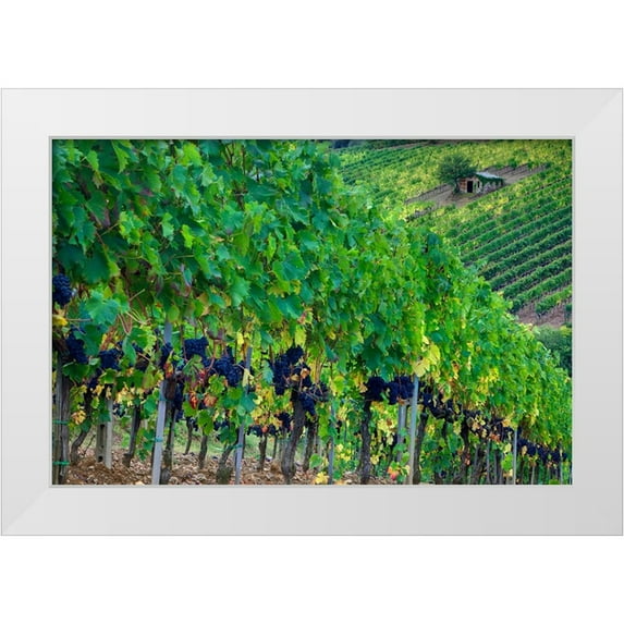 Eggers, Julie 14x11 White Modern Wood Framed Museum Art Print Titled - Italy-Tuscany Vineyard with grapes on the vine and small shed in the field