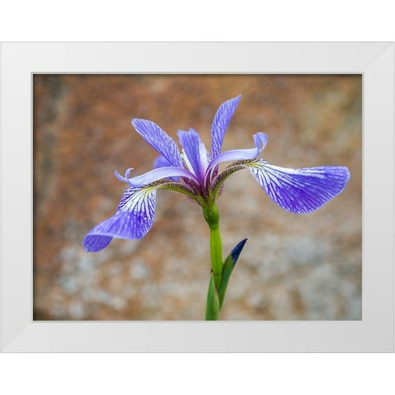 Eggers, Julie 24x19 White Modern Wood Framed Museum Art Print Titled - Maine Wild Iris-Schoodic Point-Schoodic Peninsula-Acadia National Park