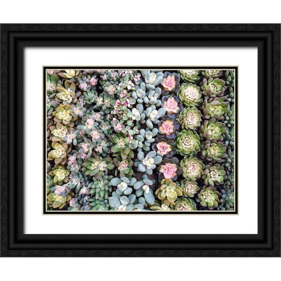 Eggers, Julie 32x25 Black Ornate Wood Framed with Double Matting Museum Art Print Titled - China-Hong Kong A variety of sedum on display at a flower market