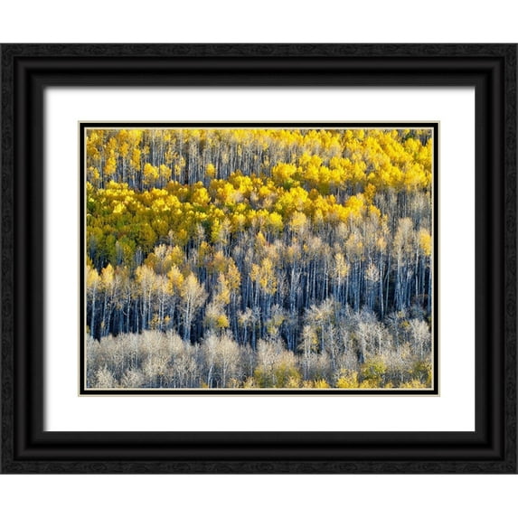 Eggers, Julie 32x25 Black Ornate Wood Framed with Double Matting Museum Art Print Titled - Colorado-Maroon Bells-Snowmass Wilderness Fall colors on Aspen trees