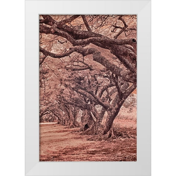 Eggers, Terry 13x18 White Modern Wood Framed Museum Art Print Titled - USA-Hawaii-Kauai-Infrared Island of rows of trees on Kauai